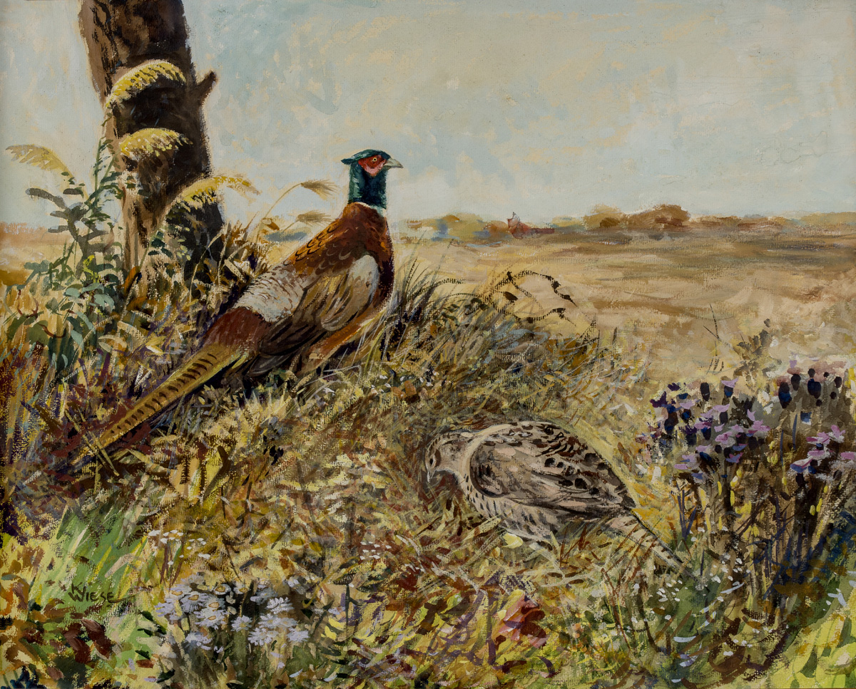 Pheasants  Image